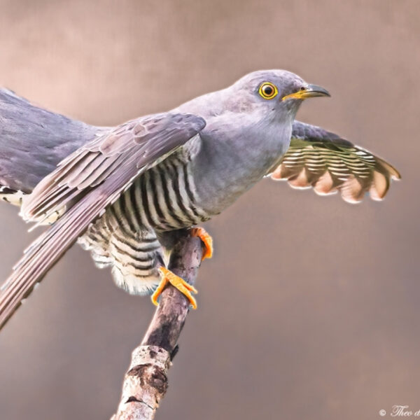 Koekoek is nu veel te horen: wat maakt deze vogel bijzonder?