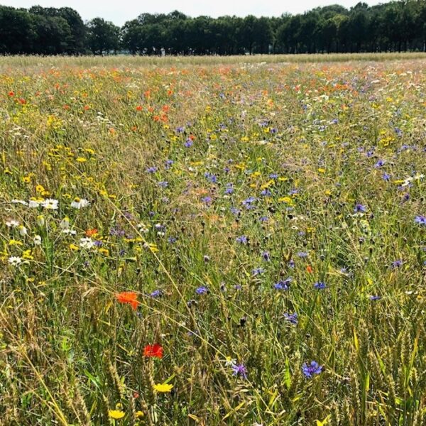 Nederland in 1600: de mens neemt het landschap over