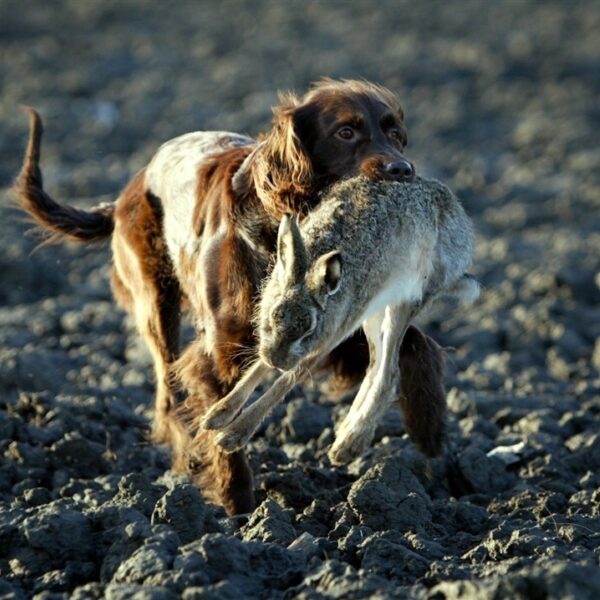Pim en Mieke vangen jaarlijks 2000 wilde dieren op: vooral slachtoffers van katten en honden