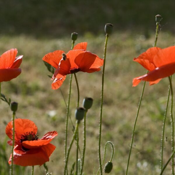 Dochter bezorgt haar zieke moeder nog één onvergetelijke laatste zomer