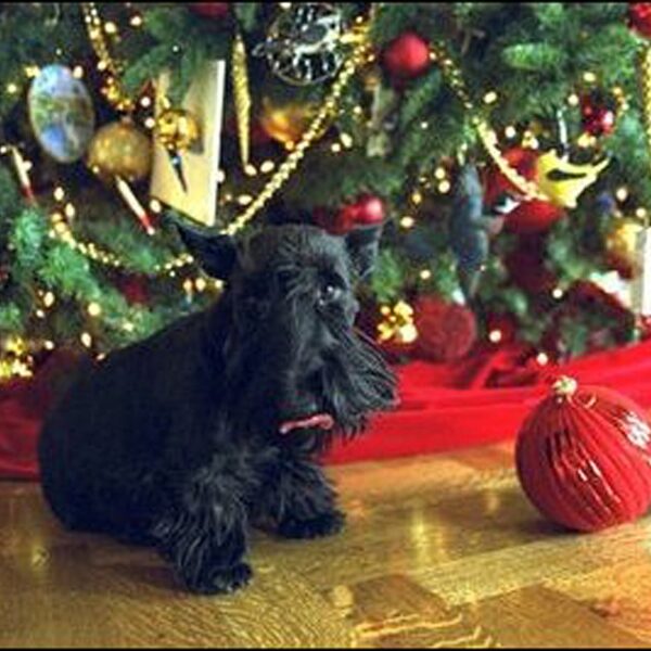 Adopteer een hond, en krijg geld toe in Italië