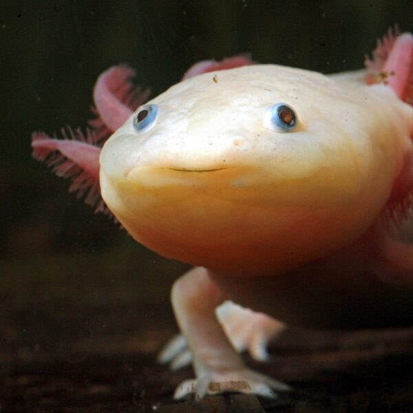 Adoptie moet Mexicaanse axolotl redden van de ondergang