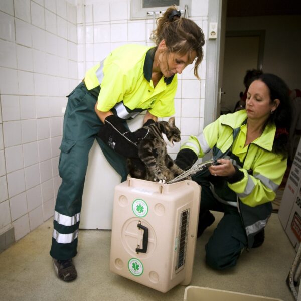 Van dierenbeul tot moordenaar: 'Dierenmishandeling is een rode vlag'
