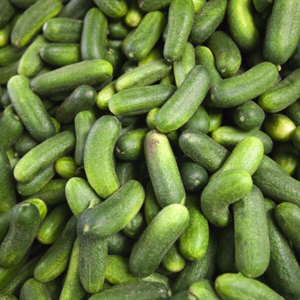 Was de 'pikkelboer' het begin van de Haagse band Golden Earring?