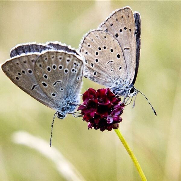 Er zijn heel weinig vlinders nu en dit is waarom