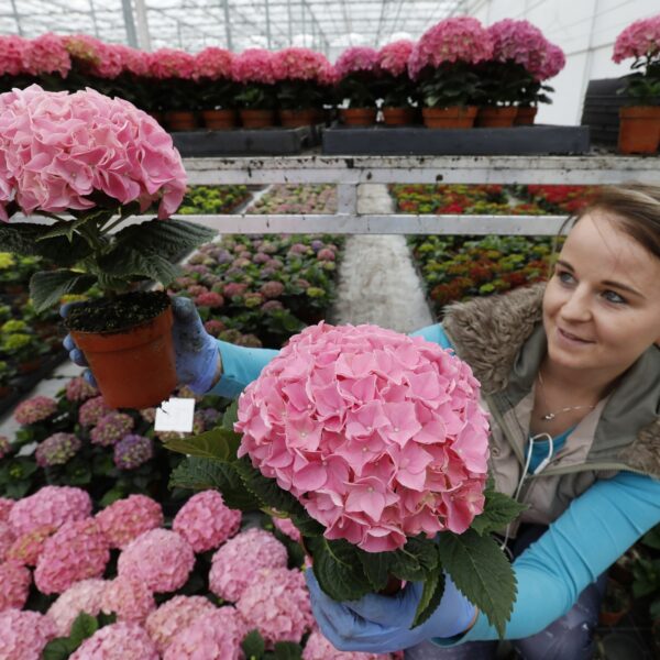 Toekomst bloemensector staat op het spel: 'Bloemen zijn emotie!'