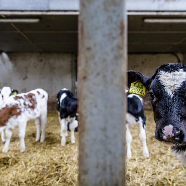 Podcast De Dag: hoe piepjonge kalfjes - nog steeds - naar Nederland komen 