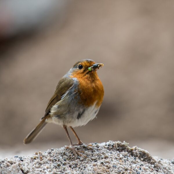 Hoe kan AI helpen om de biodiversiteit in Nederland te meten?