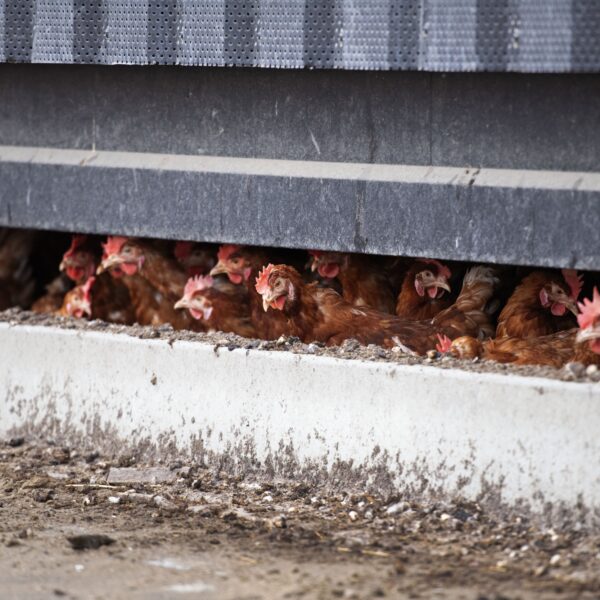 Moeten we ons zorgen maken over een menselijke variant van de vogelgriep?