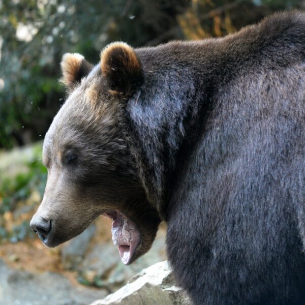 Kan een dier voor de rechter worden gesleept?