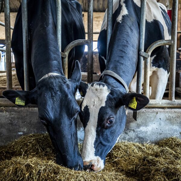 Mestplan wordt toch doorgezet: 'BBB krijgt te maken met de politieke realiteit'