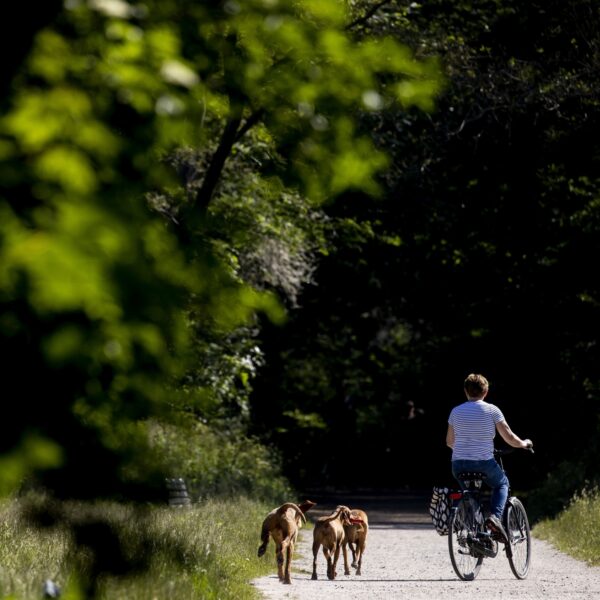 Harde roep voor groenere steden: 'Mensen zijn bang voor een boom'
