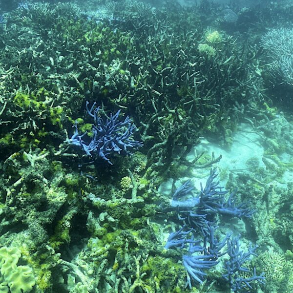 Steeds vaker wordt AI ingezet bij de bescherming van de natuur