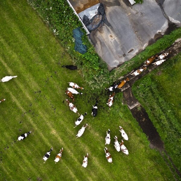 Greenpeace: over de stikstofcrisis valt niet te polderen, er moet nu actie worden gevoerd