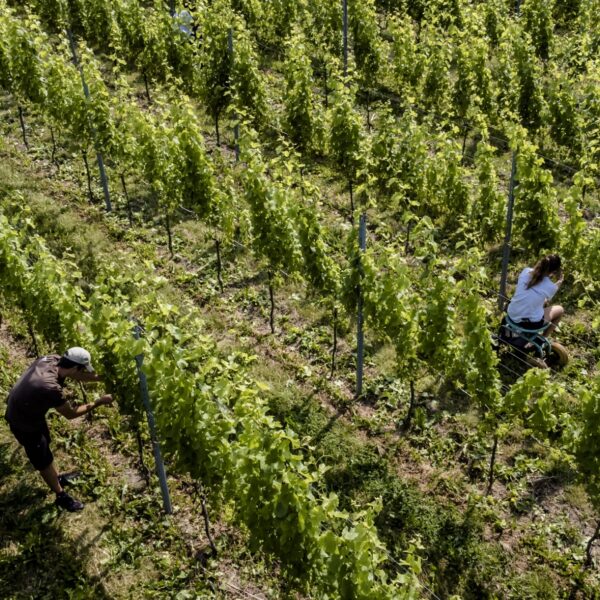 Opwarming maakt van Nederland een wijnland... of toch niet?