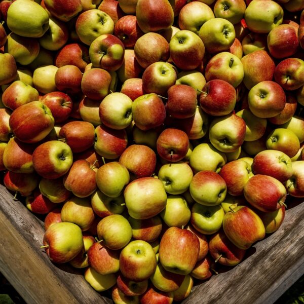 Meer PFAS gespoten op groente en fruit in Nederland: 'Een slechte ontwikkeling'
