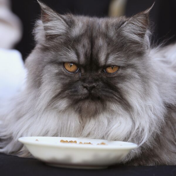 Hoe lang mag de snuit van een kat zijn? 'Tijd voor richtlijnen'