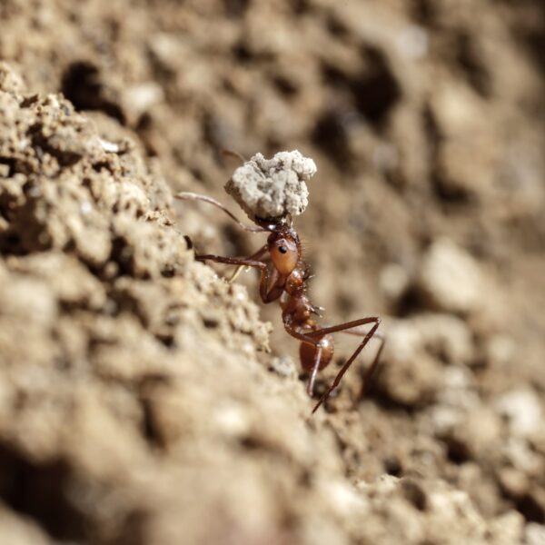 Wat kunnen wij leren van mieren?