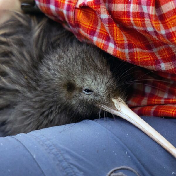 Kiwi's geboren: een teken van veerkracht