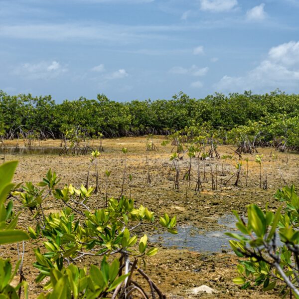 Gevolgen klimaatcrisis Caribisch gebied: 'Verschil in bescherming is krankzinnig'