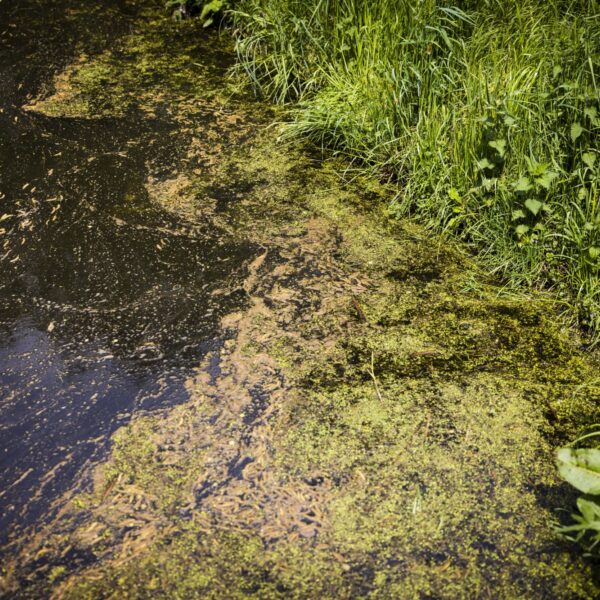 Wordt de watercrisis de nieuwe stikstofcrisis? 'Het wordt tien keer zo erg'