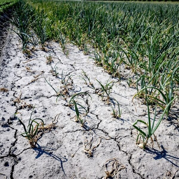 Stand.nl: 'Het droogterecord is alarmerend'
