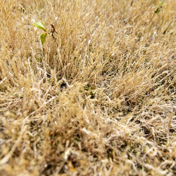 Watertekort in Overijssel: 'Dieren verhongeren door gebrek aan water'