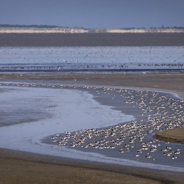 Waddenzee dreigt Werelderfgoedstatus te verliezen: Unesco tikt overheid op de vingers