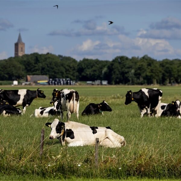 Kaas zonder koeien en zonder dierenleed: kan dat?