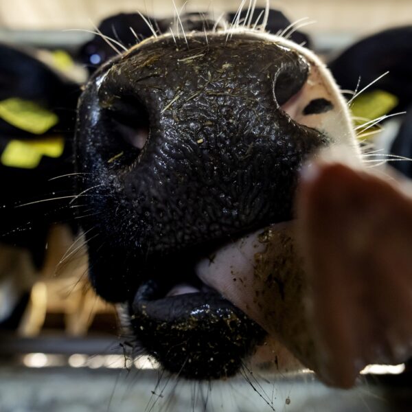 'We blijven de wereld afkrabben tot er geen huid meer over is: maar er is een oplossing'