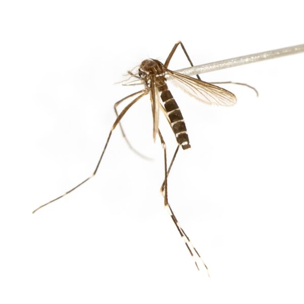 Hoe houdt Nederland de tijgermug buiten?