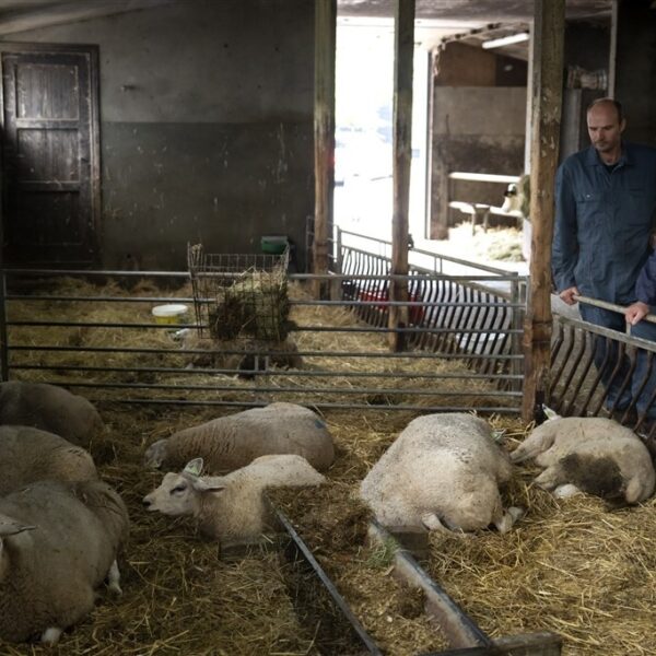 Veearts over blauwtongvirus: 'Dat het zo erg zou zijn, hadden we niet zien aankomen'