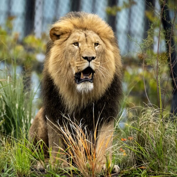 Podcast de Dag: dierentuin zo(o) ouderwets?