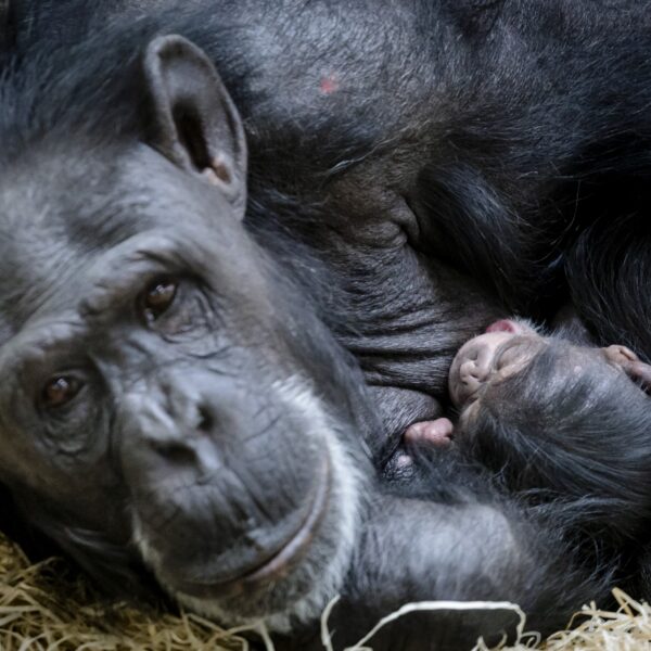 Opgroeien in Burgers' Zoo: 'We hadden altijd chimpansees, panters en tijgers in huis'