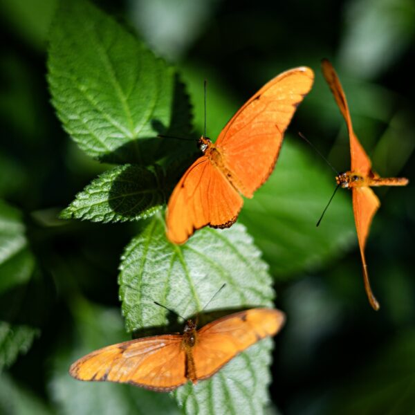 Verliezen de vlinders het van de boeren?