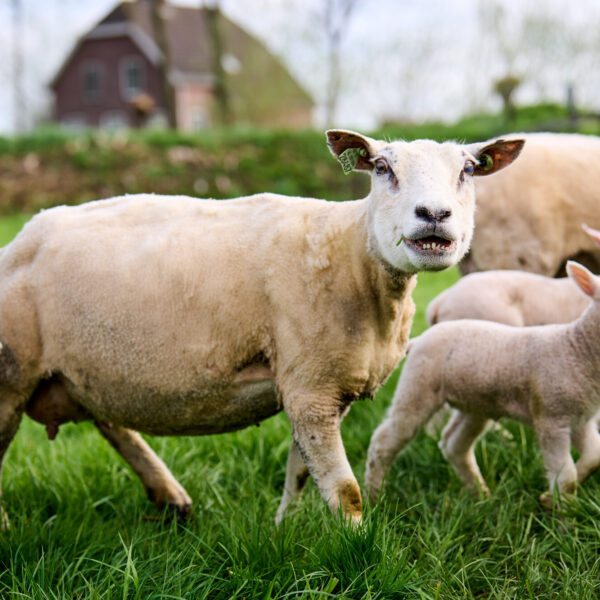 Herders lopen naar Brussel om aandacht te vragen voor hun moeilijke positie: 'We staan in een overlevingsstand'