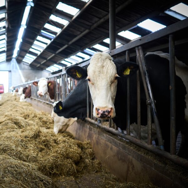 Uitstel van stikstofdoelen stuit op brede kritiek: 'Den Haag maakt er een zooitje van'