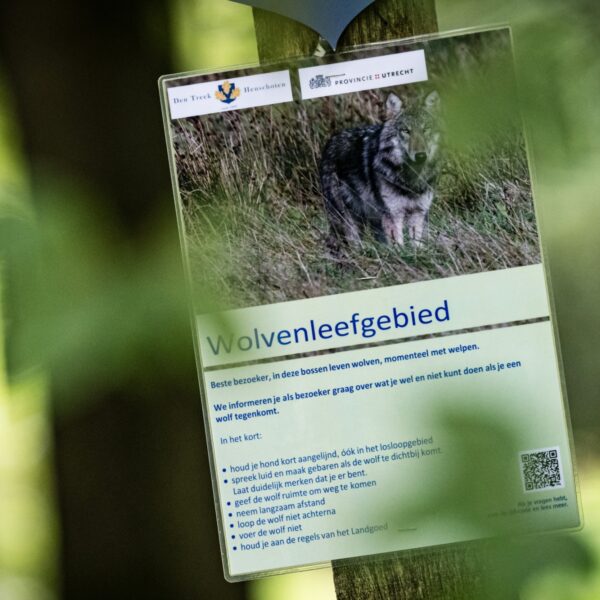 Moeten kinderen bang zijn voor wolven op de Utrechtse Heuvelrug?