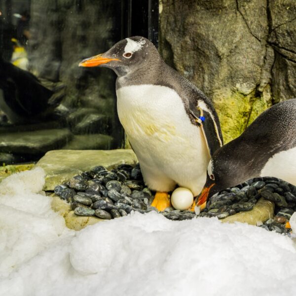 Rouwende dieren: welke doodsrituelen kent het dierenrijk?