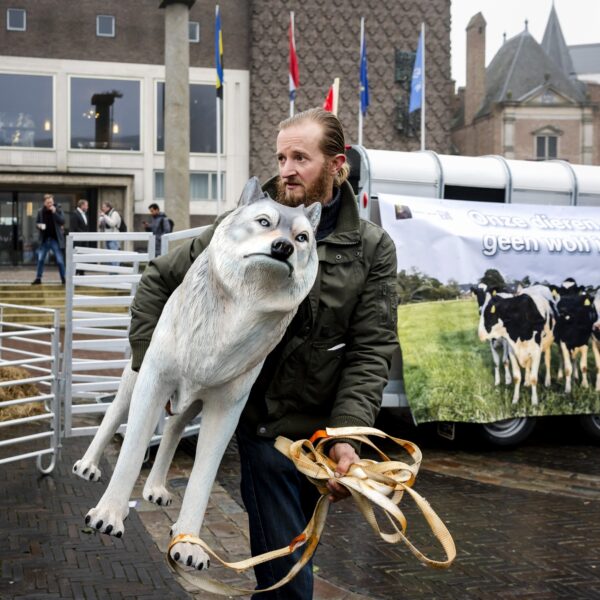 Podcast De Dag: het leven van de wolf in Nederland