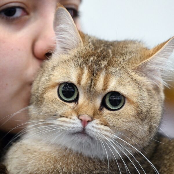 Vlaamse schrijfster Ann de Craemer: 'Onze taal is als een kat', maar waarom?