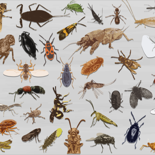 Insect van het jaar 2025 van start: op naar de stembus!