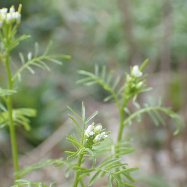 Nieuwe plant voor Nederland ontdekt op het internet