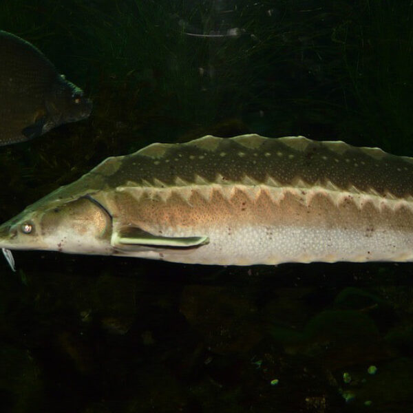 Steur is terug in de Biesbosch