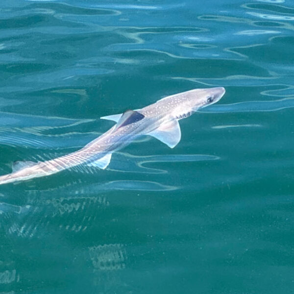 Haaien in de Noordzee: speuren voor onderzoek