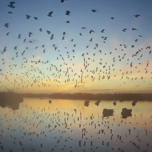 De Rondehoep: een bijzondere film over een bijzonder, Nederlands natuurgebied