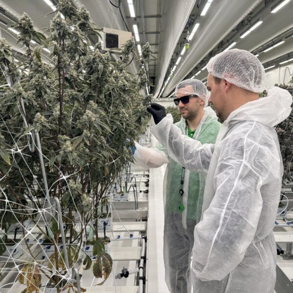 Podcast De Dag: eindelijk legale wiet (of niet?)