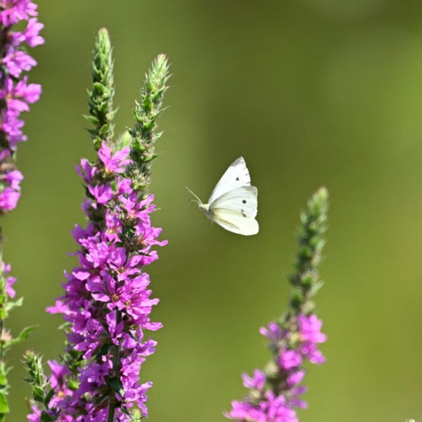 Van landbouwgrond naar natuurgebied? 'Rewilden is het Nederlandse antwoord voor de wereld'