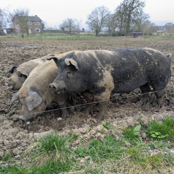 Waarom we geen honden eten