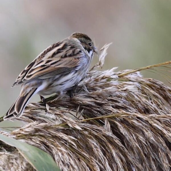 Vogelzangcursus van Vroege Vogels: herken de rietgors, veldleeuwerik en grote lijster